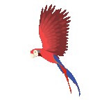 parrot